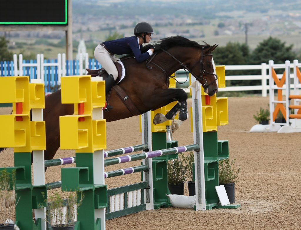 bay jumping horse