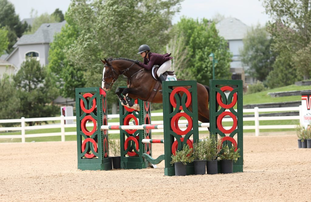 bay jumping horse