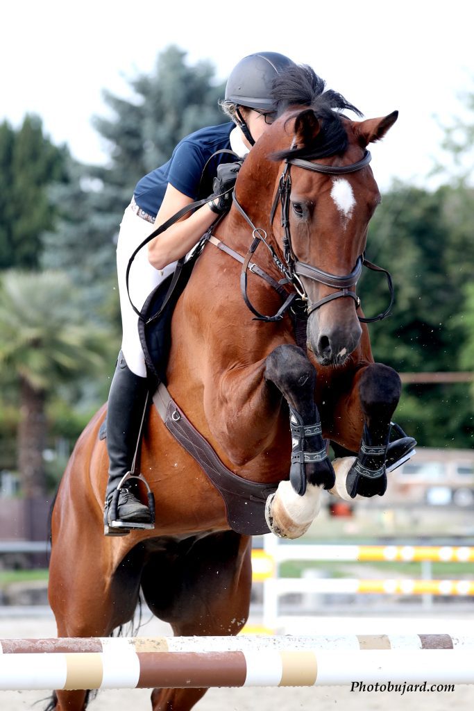 bay jumping horse