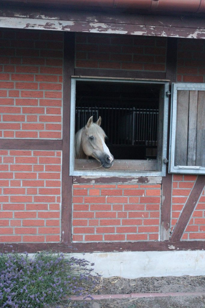 palomino pony looks out of half timbered barn window