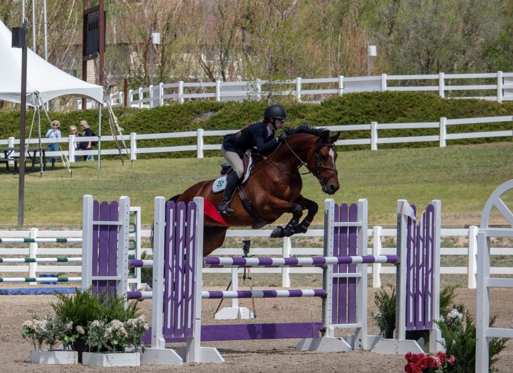 bay jumping horse