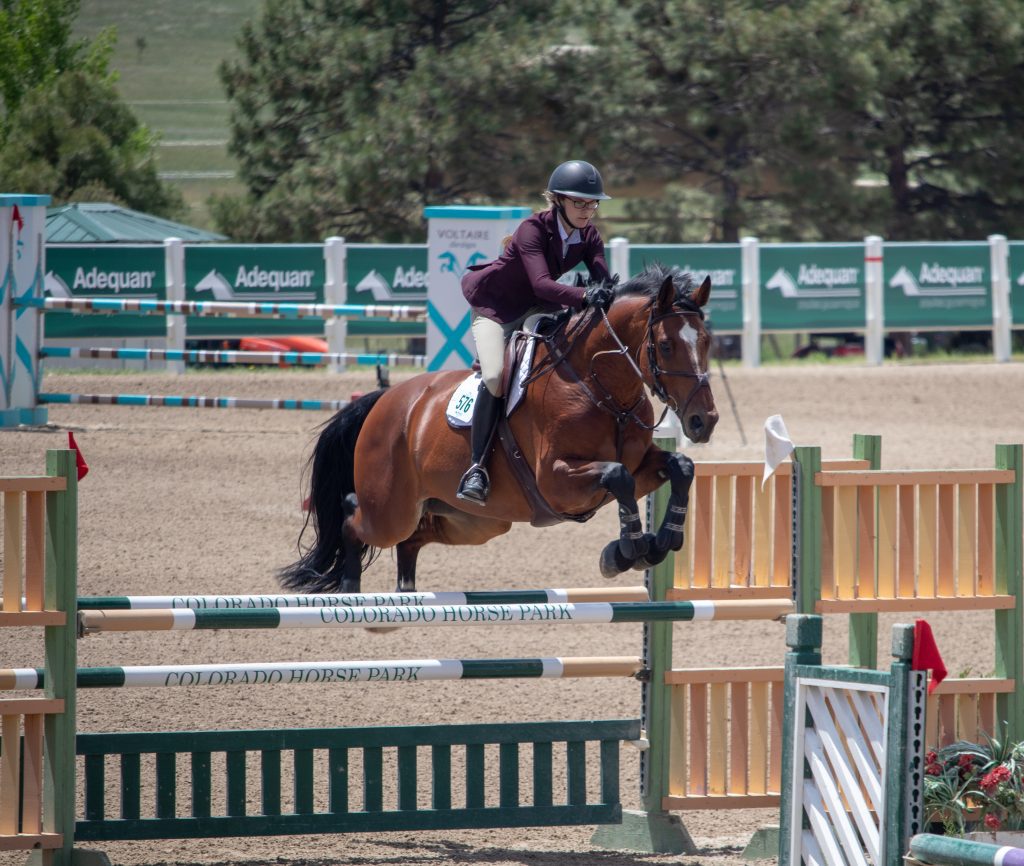 bay jumping horse
