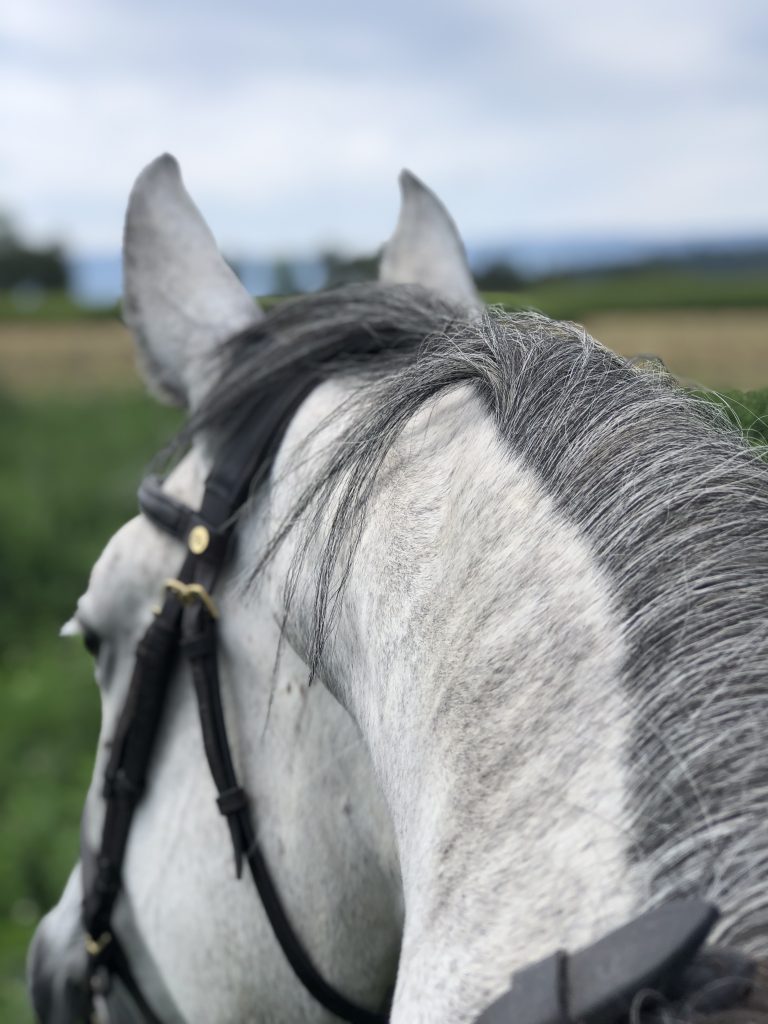 White horse neck and ears
