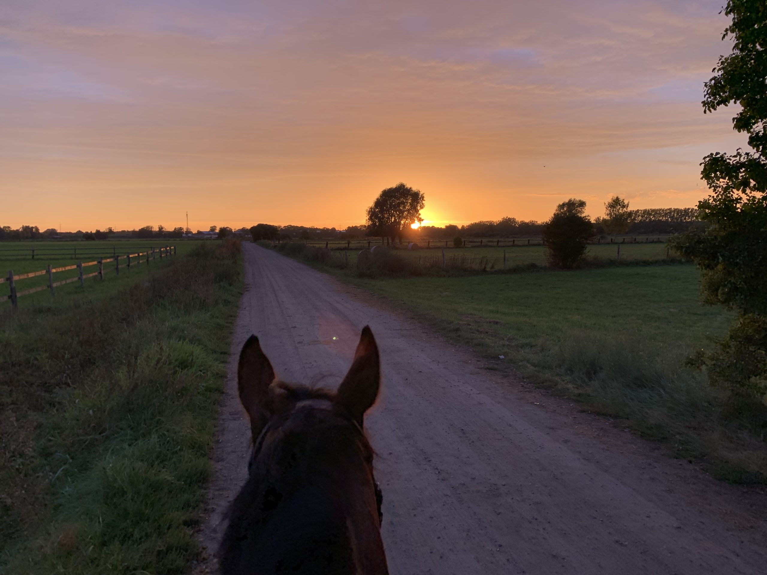 horse being ridden down dirt road at sunset