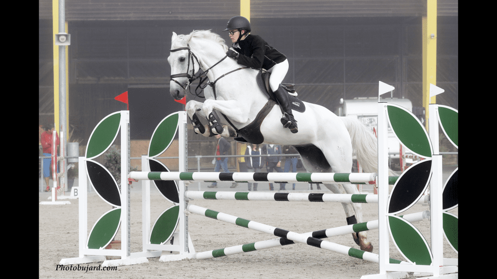 grey jumping horse
