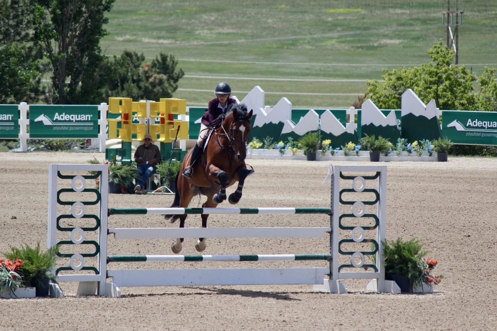 bay jumping horse
