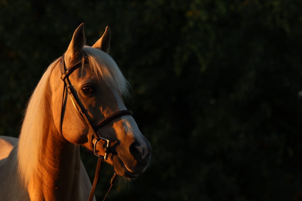 palomino pony headshot at sunset