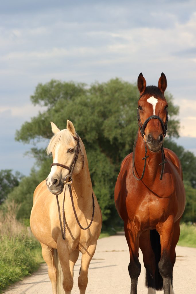 palomino and bay horse look into camera